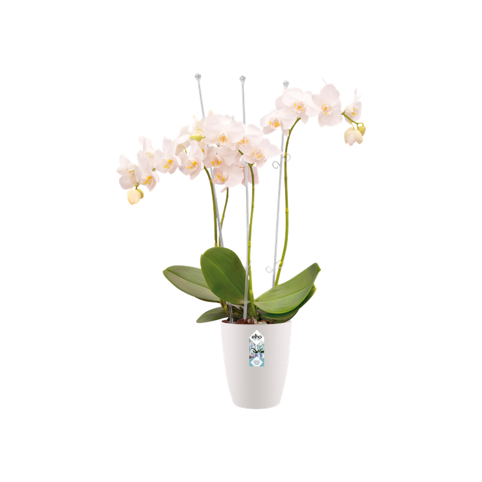 brussels orchidée haut 12,5cm blanc
